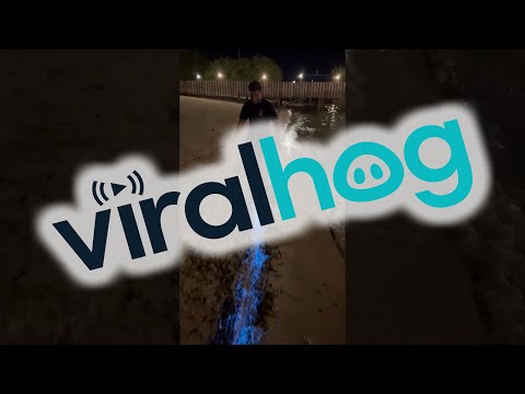 Bioluminescent Plankton Glow on Beach in the Maldives || ViralHog