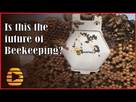 BeeHero - Sensor technology in honey bee apiaries - Is this the future of beekeeping?