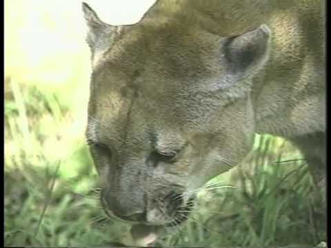 Florida Panthers