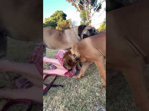 Big Boerboel pinches owner #boerboel #mastiff #shortsbeta #shortsvideo