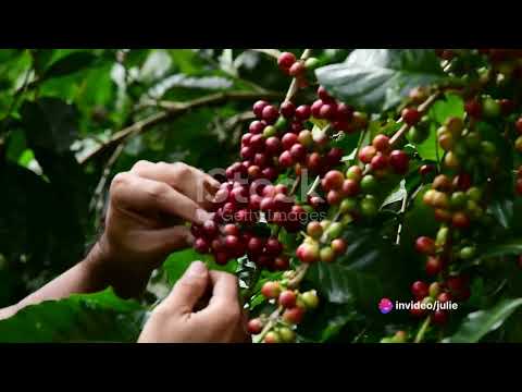 The Journey of Coffee: From Bean to Brew