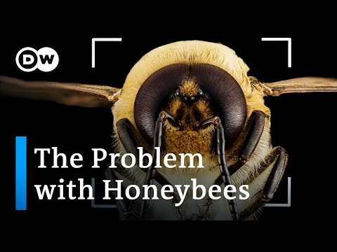 Bee extinction: Why we&#039;re saving the wrong bees