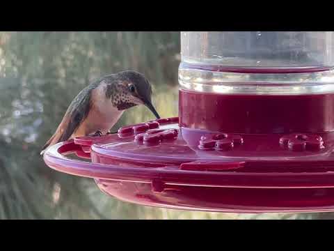 The Hidden World of Hummingbirds: Up Close and Personal