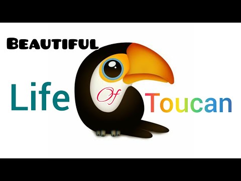 Toucan/One of the most unique Bird in the world /toucan palm cockatoo /caique/scaly Breasted