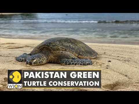 Pakistan wildlife trust ramps up efforts to protect green turtle hatchlings | Latest English News