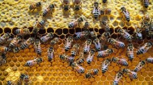 The Role of Bees in Our Ecosystem